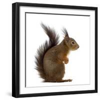 Red Squirrel in Front of a White Background-Life on White-Framed Photographic Print