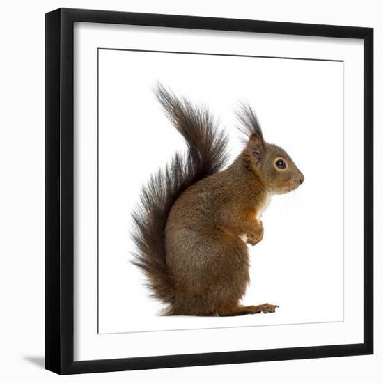 Red Squirrel in Front of a White Background-Life on White-Framed Photographic Print