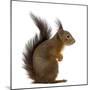Red Squirrel in Front of a White Background-Life on White-Mounted Photographic Print