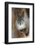 Red squirrel, in winter pelage, Kalvtrask, Vasterbotten, Sweden. December-Staffan Widstrand-Framed Photographic Print