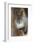 Red squirrel, in winter pelage, Kalvtrask, Vasterbotten, Sweden. December-Staffan Widstrand-Framed Photographic Print