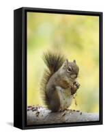 Red Squirrel, Jenny Lake, Grand Teton National Park, Wyoming, USA-Rolf Nussbaumer-Framed Stretched Canvas