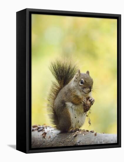 Red Squirrel, Jenny Lake, Grand Teton National Park, Wyoming, USA-Rolf Nussbaumer-Framed Stretched Canvas