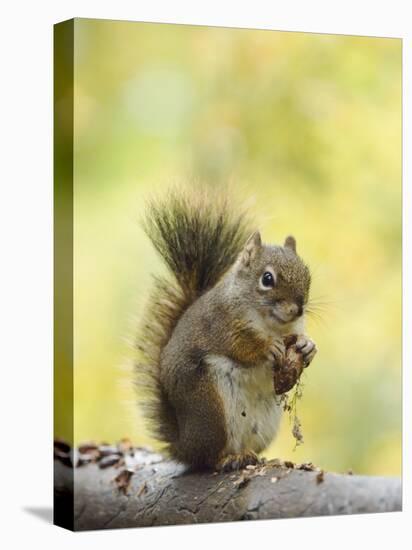 Red Squirrel, Jenny Lake, Grand Teton National Park, Wyoming, USA-Rolf Nussbaumer-Stretched Canvas