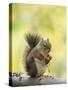 Red Squirrel, Jenny Lake, Grand Teton National Park, Wyoming, USA-Rolf Nussbaumer-Stretched Canvas