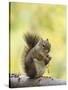 Red Squirrel, Jenny Lake, Grand Teton National Park, Wyoming, USA-Rolf Nussbaumer-Stretched Canvas