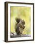 Red Squirrel, Jenny Lake, Grand Teton National Park, Wyoming, USA-Rolf Nussbaumer-Framed Photographic Print