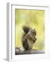 Red Squirrel, Jenny Lake, Grand Teton National Park, Wyoming, USA-Rolf Nussbaumer-Framed Photographic Print