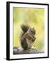 Red Squirrel, Jenny Lake, Grand Teton National Park, Wyoming, USA-Rolf Nussbaumer-Framed Photographic Print