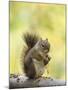 Red Squirrel, Jenny Lake, Grand Teton National Park, Wyoming, USA-Rolf Nussbaumer-Mounted Photographic Print