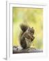 Red Squirrel, Jenny Lake, Grand Teton National Park, Wyoming, USA-Rolf Nussbaumer-Framed Photographic Print