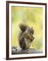 Red Squirrel, Jenny Lake, Grand Teton National Park, Wyoming, USA-Rolf Nussbaumer-Framed Photographic Print