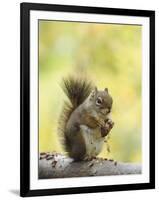 Red Squirrel, Jenny Lake, Grand Teton National Park, Wyoming, USA-Rolf Nussbaumer-Framed Photographic Print