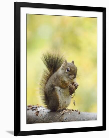 Red Squirrel, Jenny Lake, Grand Teton National Park, Wyoming, USA-Rolf Nussbaumer-Framed Photographic Print