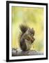 Red Squirrel, Jenny Lake, Grand Teton National Park, Wyoming, USA-Rolf Nussbaumer-Framed Photographic Print