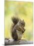 Red Squirrel, Jenny Lake, Grand Teton National Park, Wyoming, USA-Rolf Nussbaumer-Mounted Photographic Print