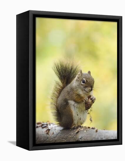 Red Squirrel, Jenny Lake, Grand Teton National Park, Wyoming, USA-Rolf Nussbaumer-Framed Stretched Canvas