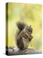 Red Squirrel, Jenny Lake, Grand Teton National Park, Wyoming, USA-Rolf Nussbaumer-Stretched Canvas