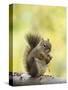 Red Squirrel, Jenny Lake, Grand Teton National Park, Wyoming, USA-Rolf Nussbaumer-Stretched Canvas