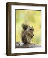 Red Squirrel, Jenny Lake, Grand Teton National Park, Wyoming, USA-Rolf Nussbaumer-Framed Photographic Print