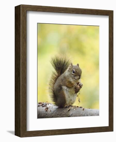 Red Squirrel, Jenny Lake, Grand Teton National Park, Wyoming, USA-Rolf Nussbaumer-Framed Photographic Print