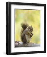 Red Squirrel, Jenny Lake, Grand Teton National Park, Wyoming, USA-Rolf Nussbaumer-Framed Photographic Print