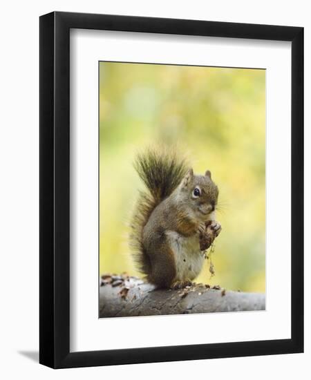 Red Squirrel, Jenny Lake, Grand Teton National Park, Wyoming, USA-Rolf Nussbaumer-Framed Photographic Print