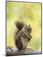 Red Squirrel, Jenny Lake, Grand Teton National Park, Wyoming, USA-Rolf Nussbaumer-Mounted Photographic Print