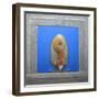 Red Squirrel, L'Acrobata-Tim Hayward-Framed Giclee Print