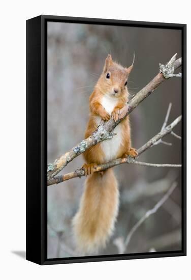 Red Squirrel on a Branch-Duncan Shaw-Framed Stretched Canvas