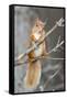 Red Squirrel on a Branch-Duncan Shaw-Framed Stretched Canvas