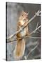 Red Squirrel on a Branch-Duncan Shaw-Stretched Canvas
