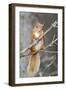 Red Squirrel on a Branch-Duncan Shaw-Framed Premium Photographic Print