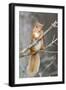 Red Squirrel on a Branch-Duncan Shaw-Framed Premium Photographic Print