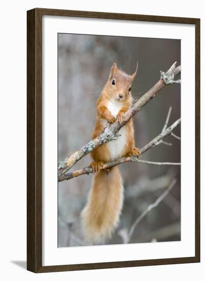 Red Squirrel on a Branch-Duncan Shaw-Framed Premium Photographic Print