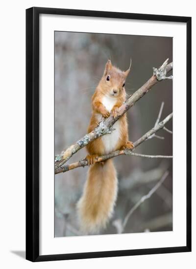 Red Squirrel on a Branch-Duncan Shaw-Framed Premium Photographic Print