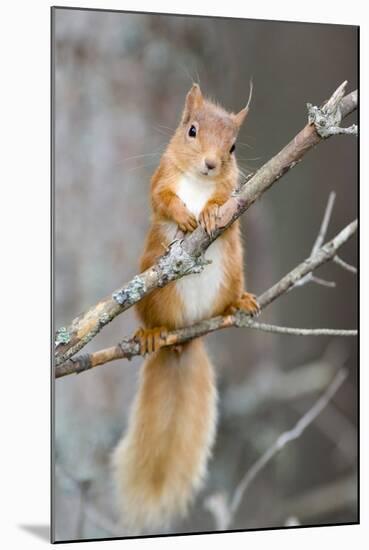 Red Squirrel on a Branch-Duncan Shaw-Mounted Premium Photographic Print