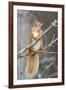 Red Squirrel on a Branch-Duncan Shaw-Framed Photographic Print