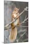 Red Squirrel on a Branch-Duncan Shaw-Mounted Photographic Print