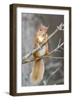 Red Squirrel on a Branch-Duncan Shaw-Framed Photographic Print