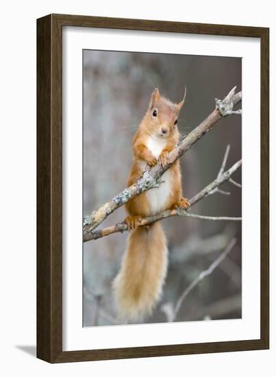 Red Squirrel on a Branch-Duncan Shaw-Framed Photographic Print