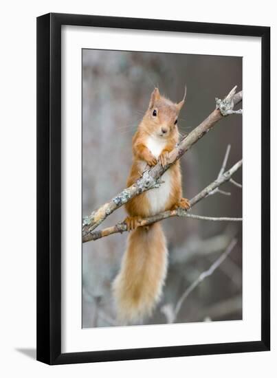 Red Squirrel on a Branch-Duncan Shaw-Framed Photographic Print