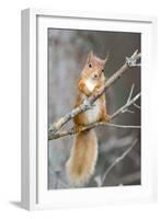 Red Squirrel on a Branch-Duncan Shaw-Framed Photographic Print