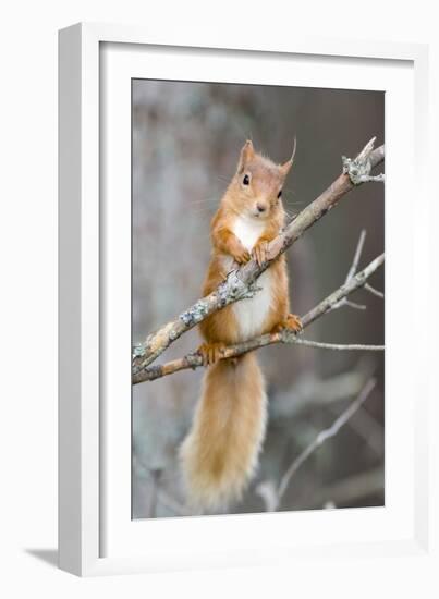 Red Squirrel on a Branch-Duncan Shaw-Framed Photographic Print