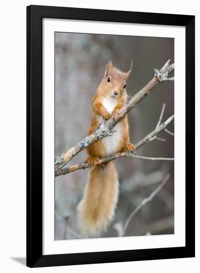 Red Squirrel on a Branch-Duncan Shaw-Framed Photographic Print