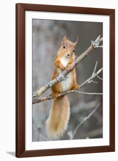 Red Squirrel on a Branch-Duncan Shaw-Framed Photographic Print