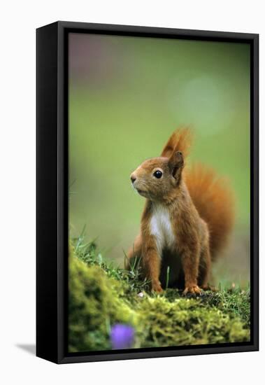 Red Squirrel on Alert-null-Framed Stretched Canvas