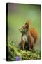 Red Squirrel on Alert-null-Stretched Canvas