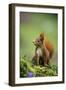 Red Squirrel on Alert-null-Framed Photographic Print