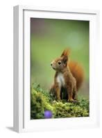Red Squirrel on Alert-null-Framed Photographic Print